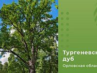 Европейское дерево года - 2022: приглашаем саратовцев принять участие в онлайн-голосовании