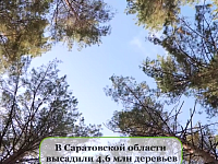  Площадь лесов в регионе выросла на 7,6 тысячи гектаров