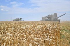 В Саратовской области собрано 3 млн тонн зерна