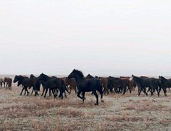 Глава региона ознакомился с работой животноводческого хозяйства в Александрово-Гайском районе