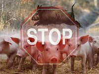 Рекомендации ветеринарных специалистов по недопущению распространения африканской чумы свиней